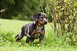 BEAUCERON - PUPPIES 276